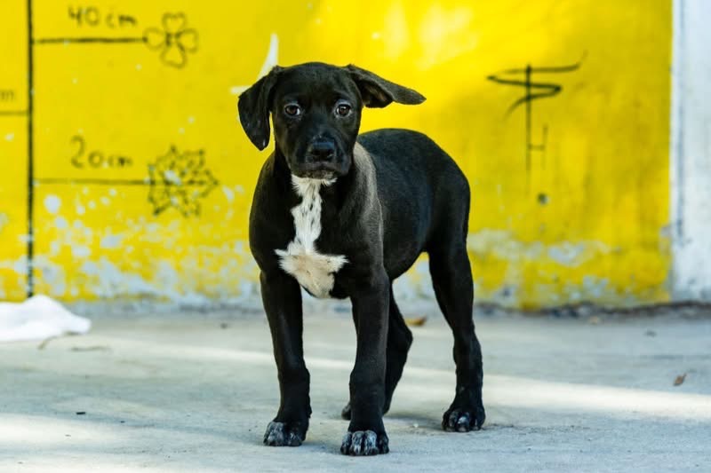 Bimba