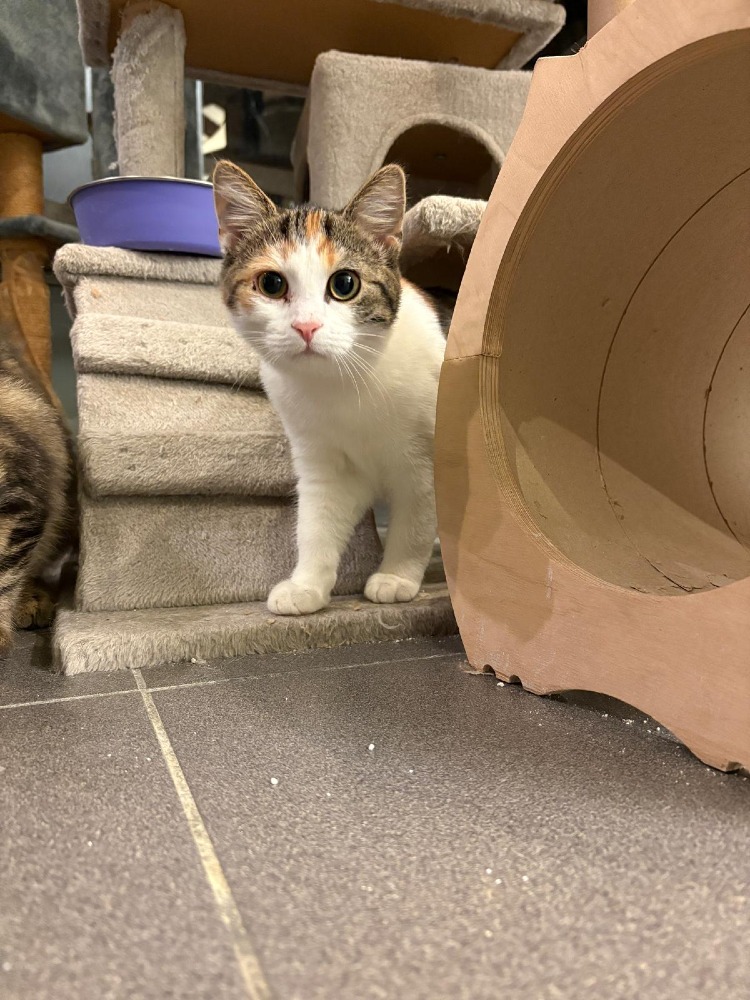 Juno & Minerva