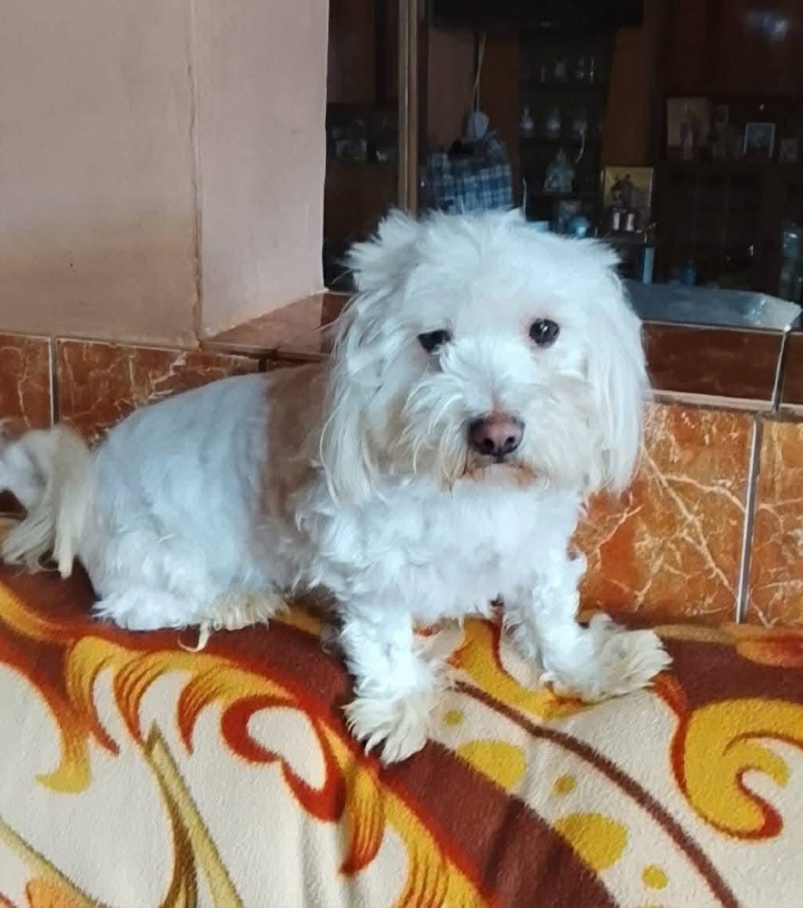 Alex