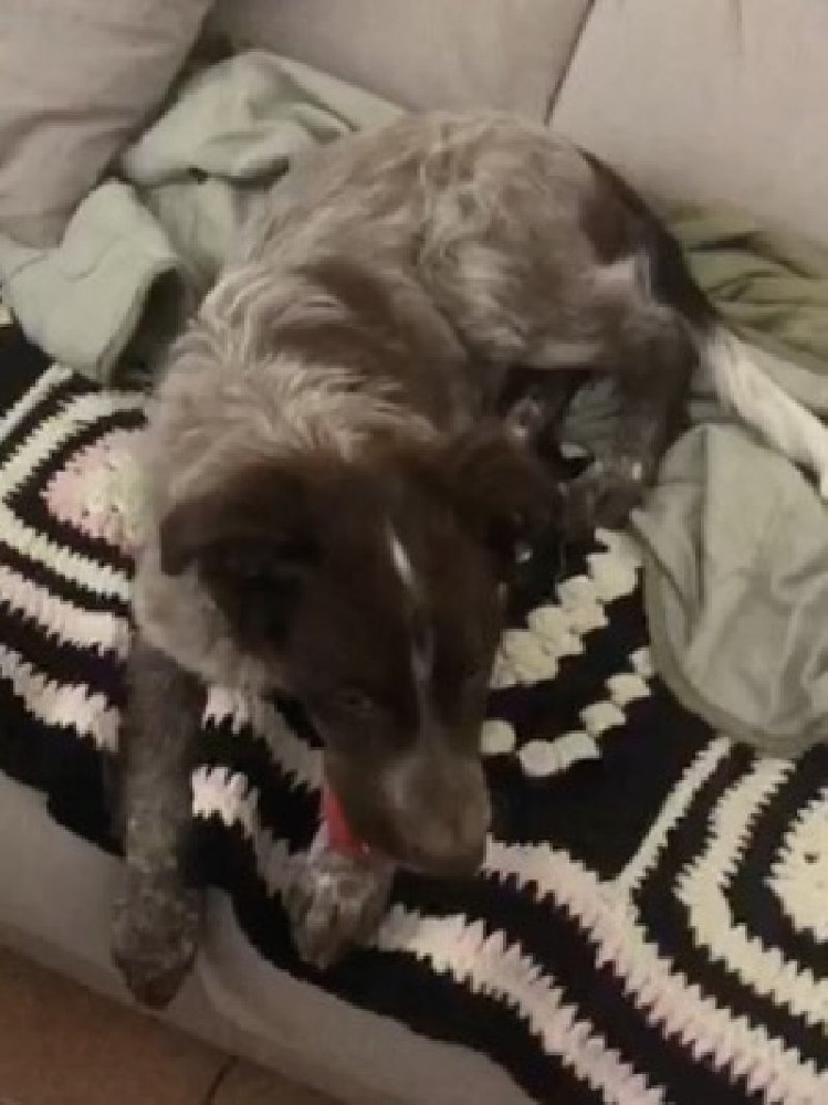 Echo