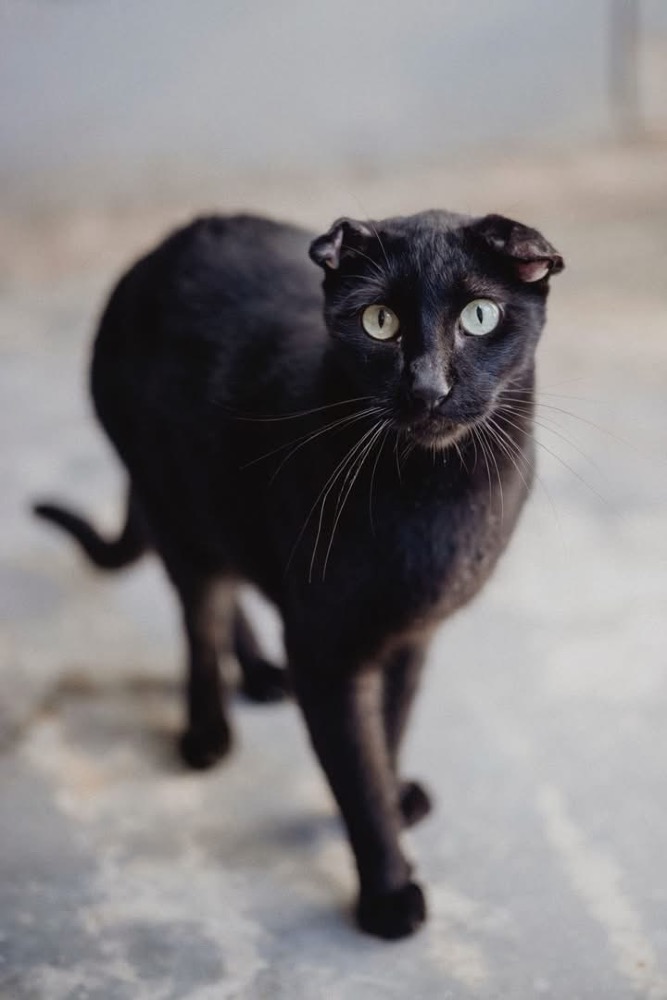 Rufus