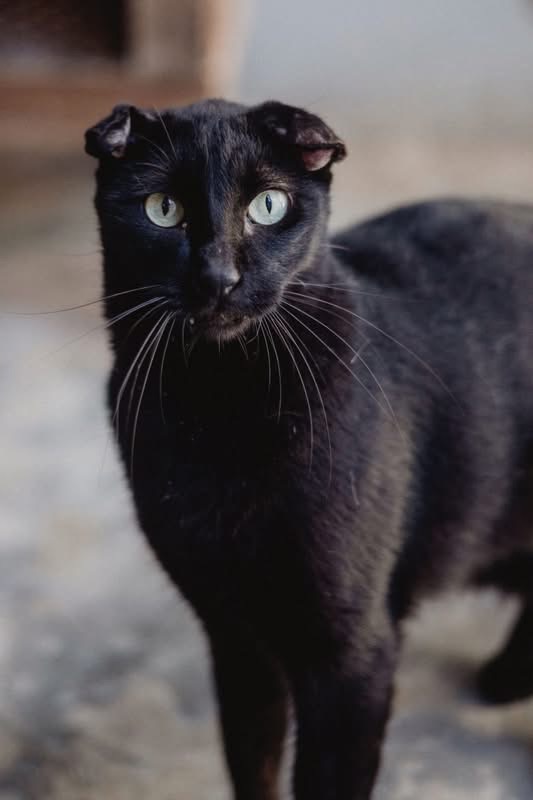 Rufus