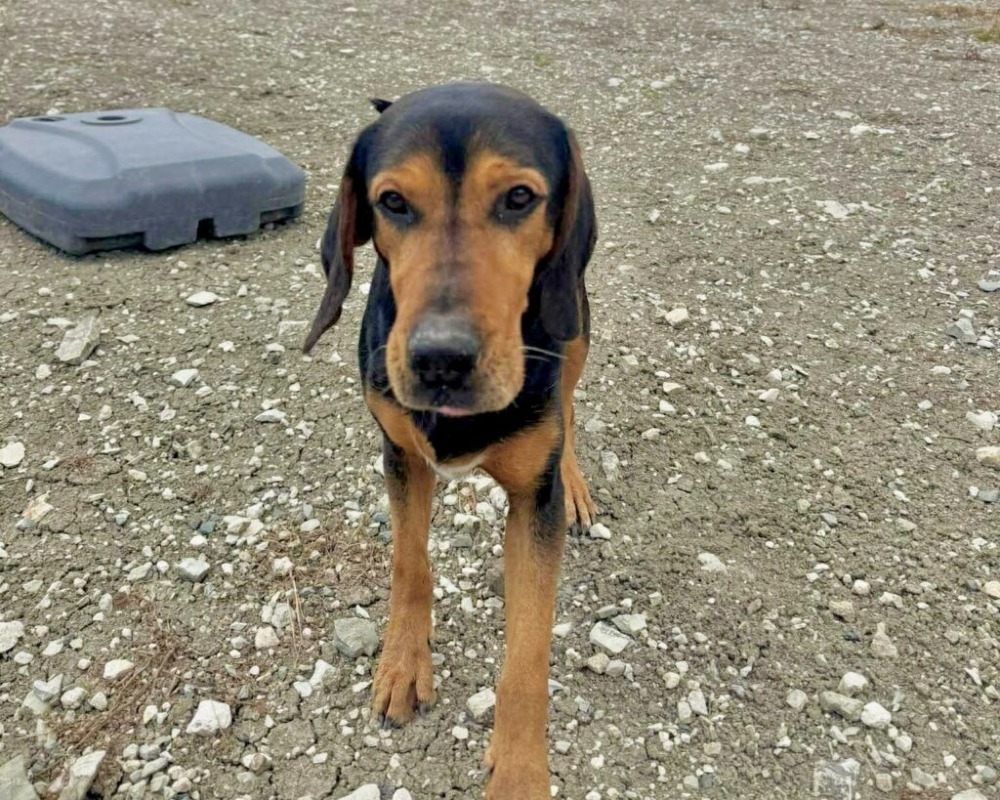 COBY*kattest mogelijk!