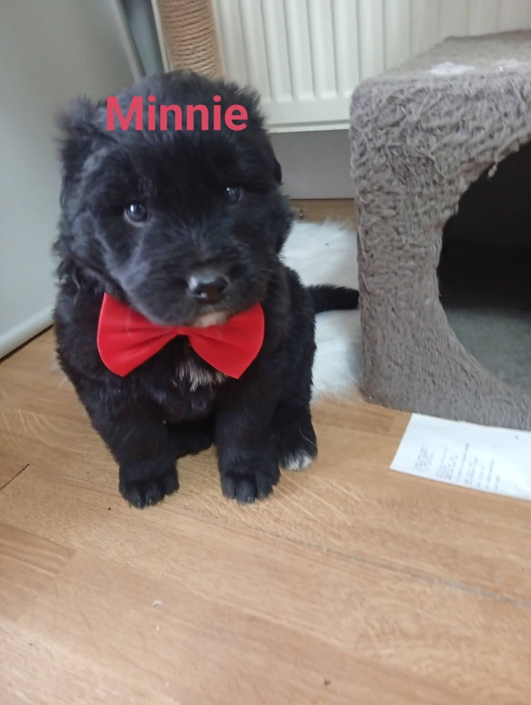 Mickey (m} en Minnie (vr)