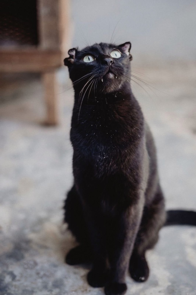 Rufus