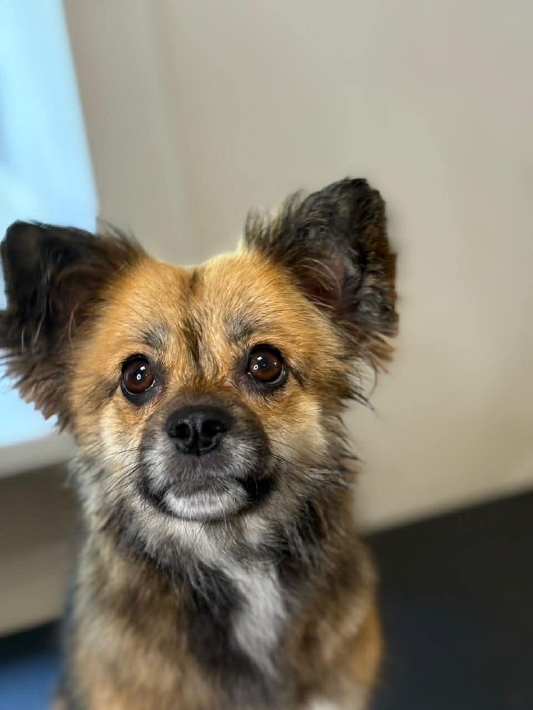 Ptichka, bijzondere hond