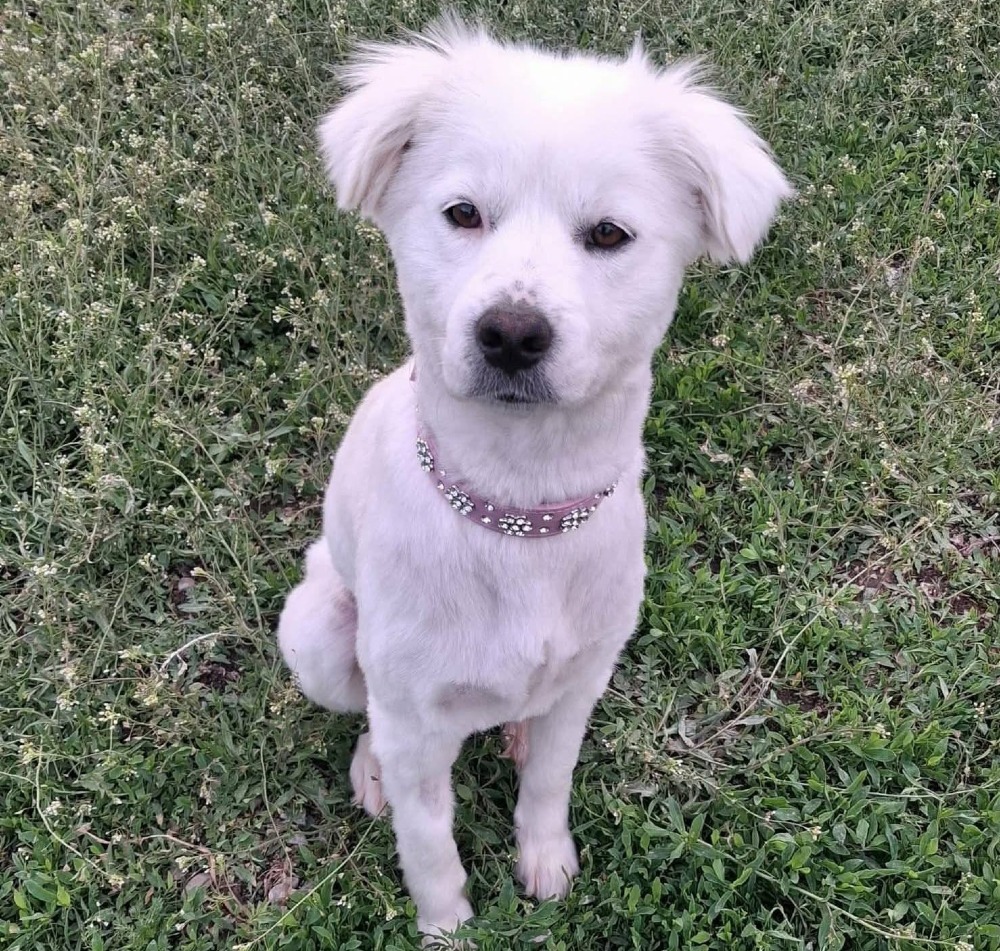 Elsa