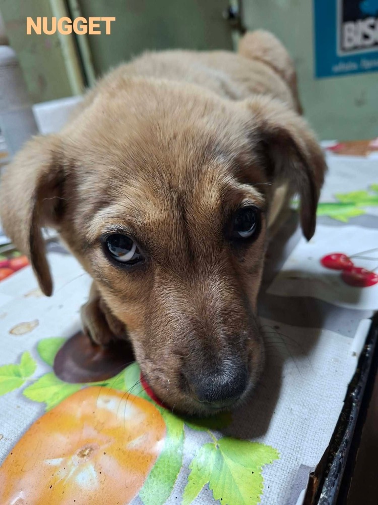 Nugget