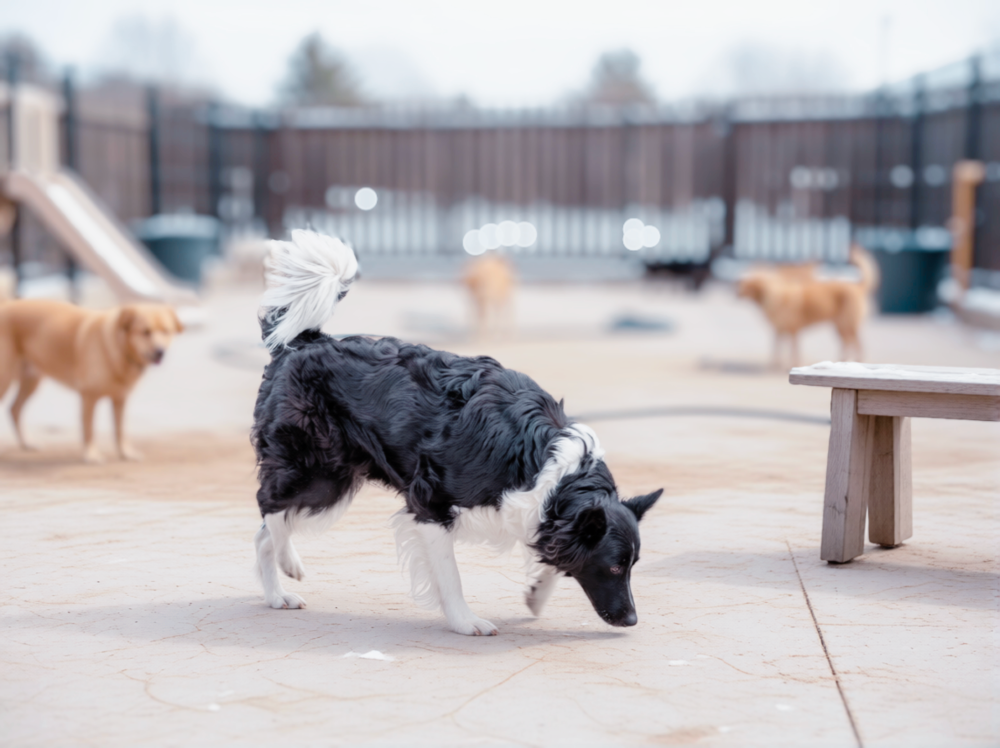 Klipsa lief border collie