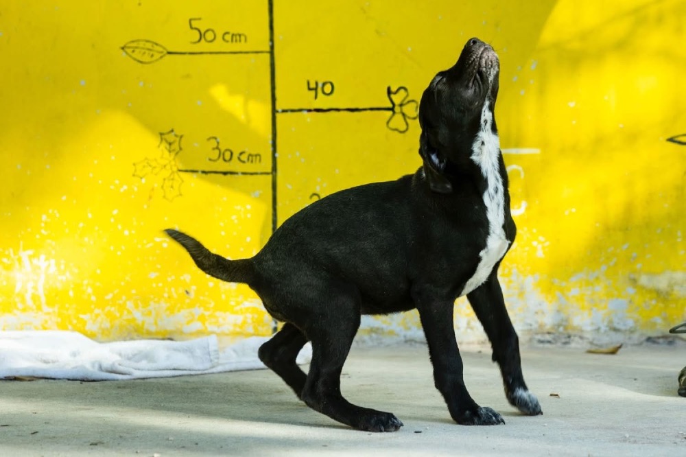 Bimba