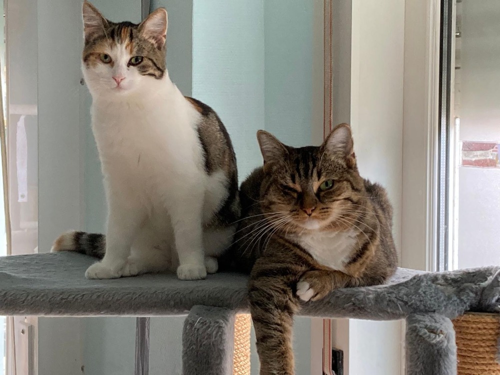 Juno & Minerva