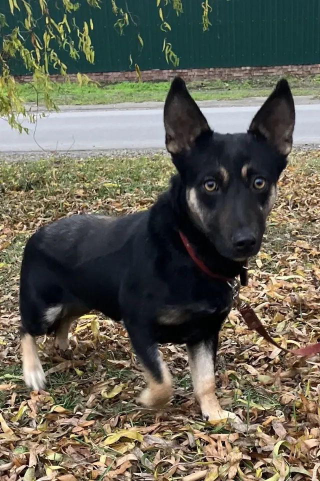 Nika