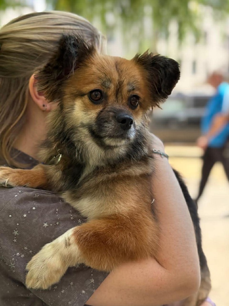 Ptichka, bijzondere hond