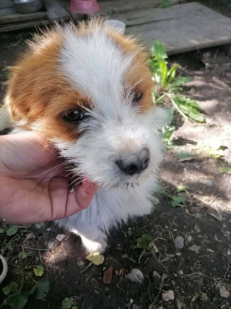 Ollie