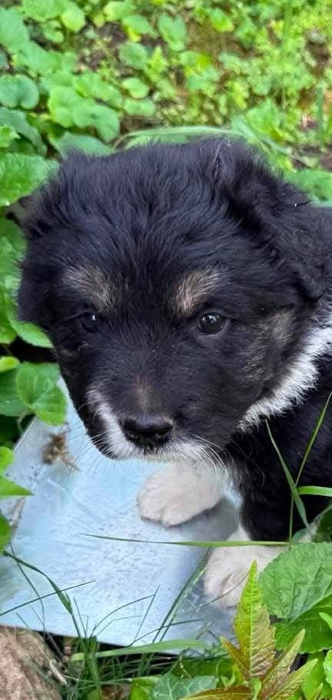 Oreo
