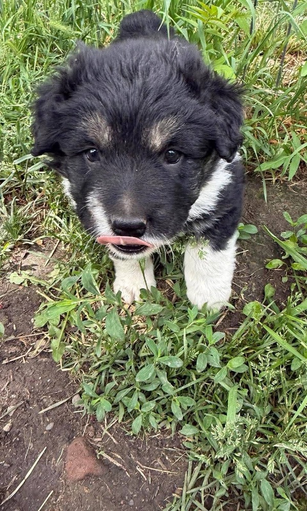 Oreo
