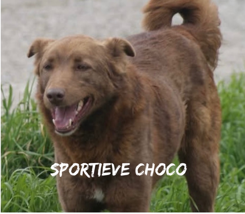 Choco