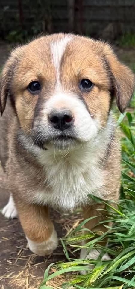 Ottis