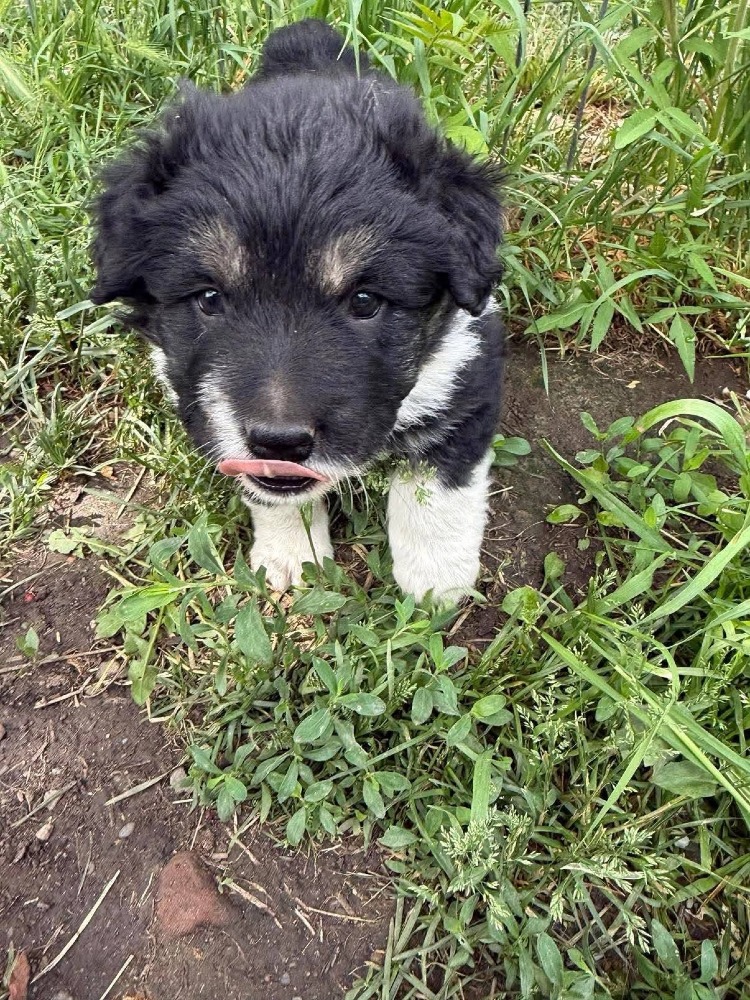 Oreo