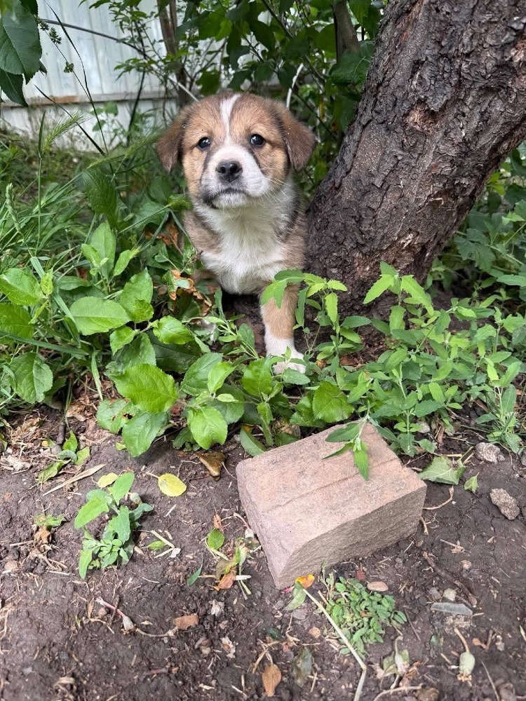 Ottis
