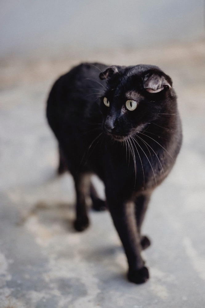 Rufus