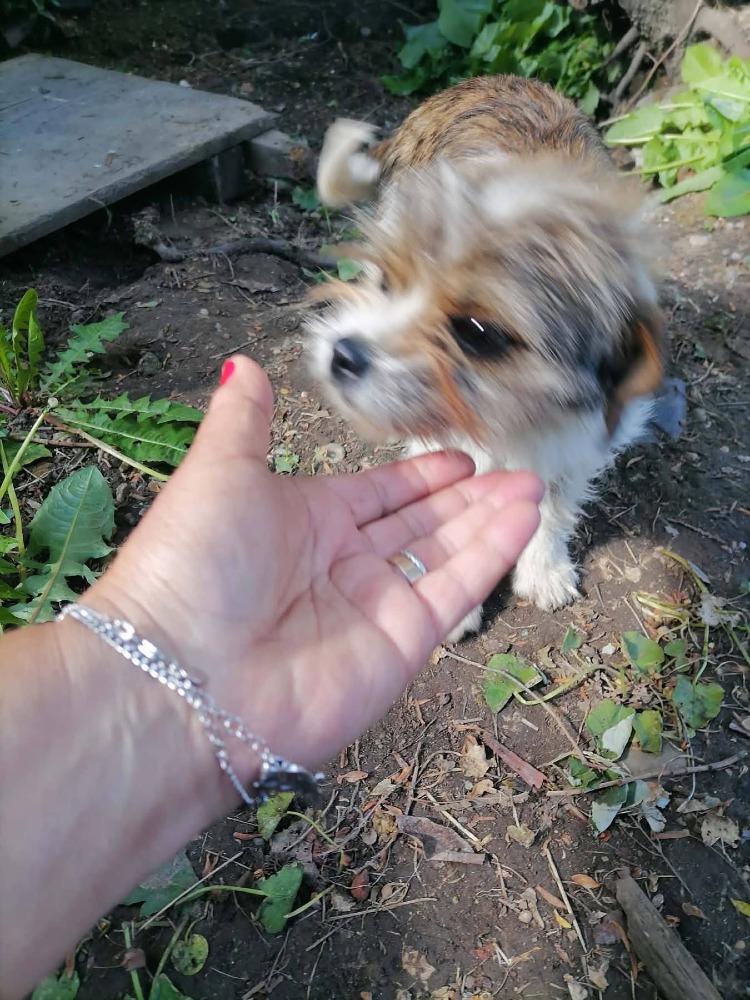 Daisy