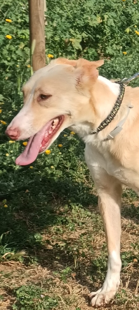 Ada AC