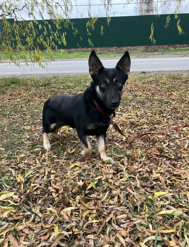 Nika