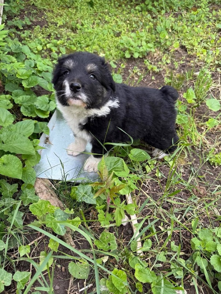 Oreo