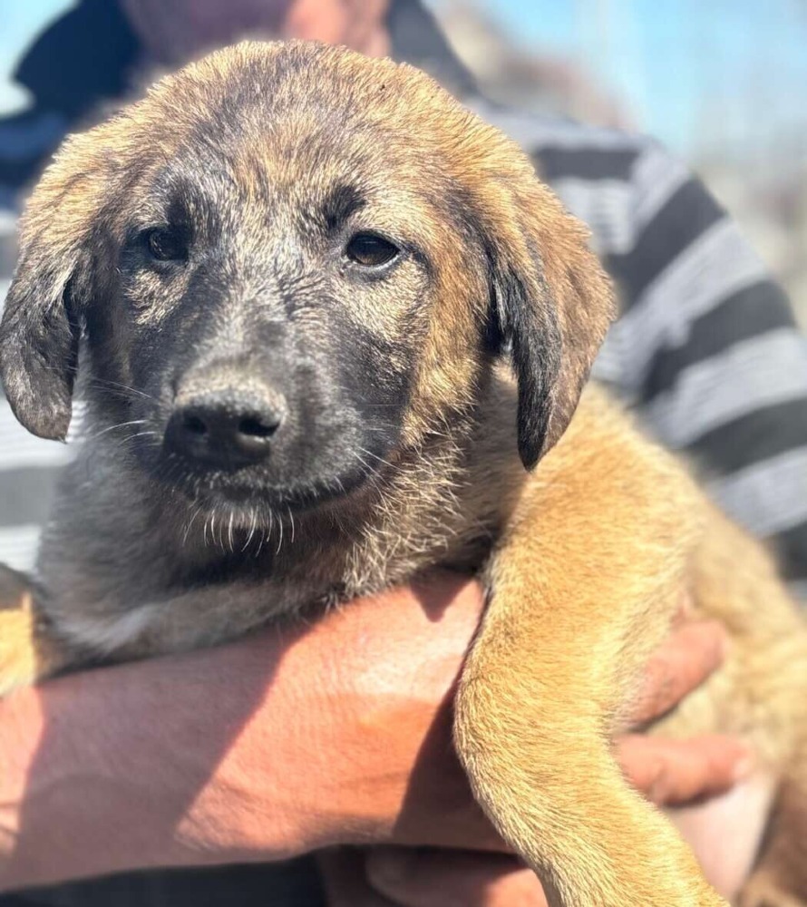 Mateo