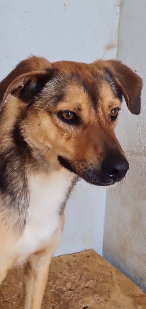 Jack 2