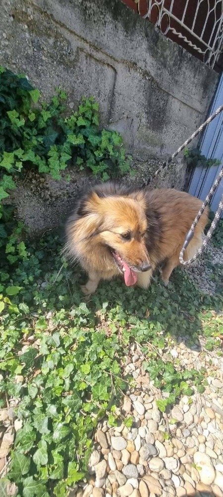 Cora