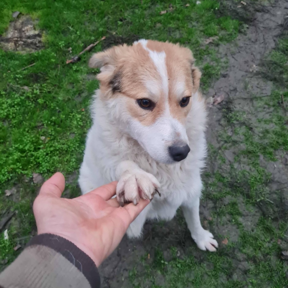 Max