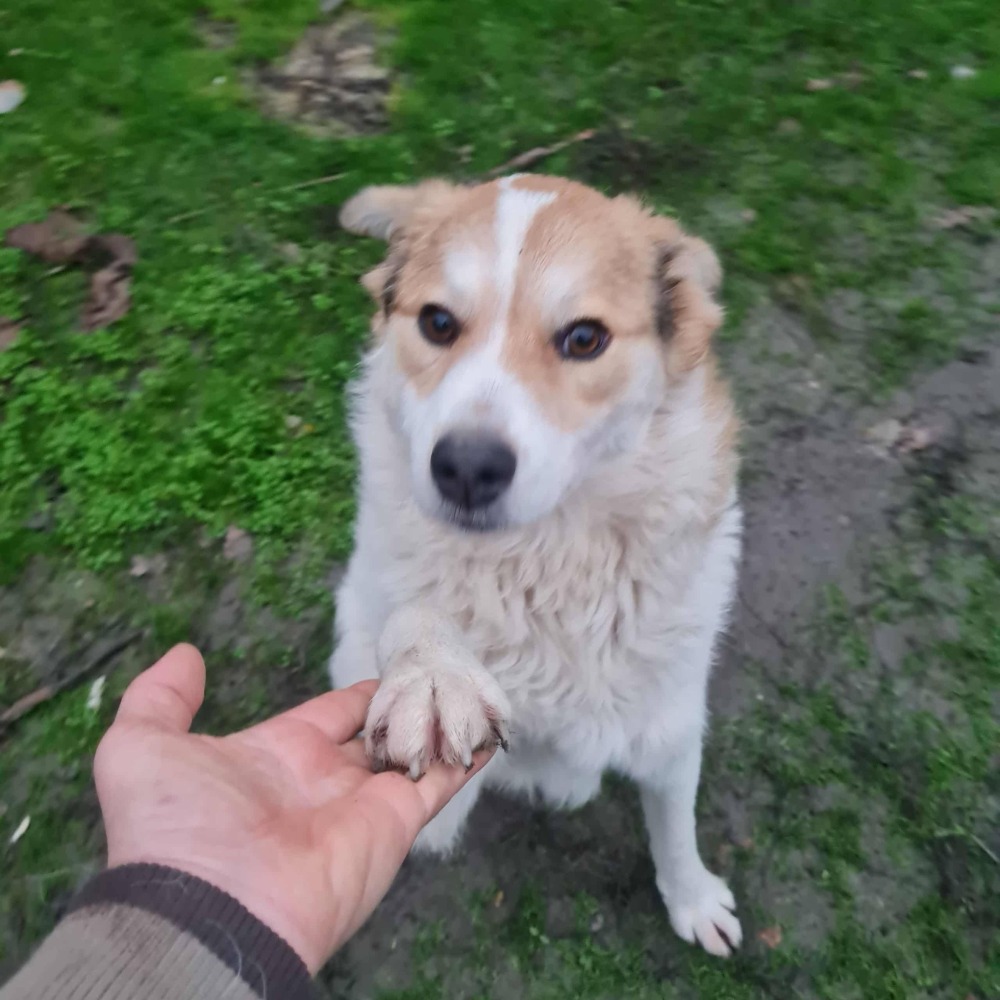 Max