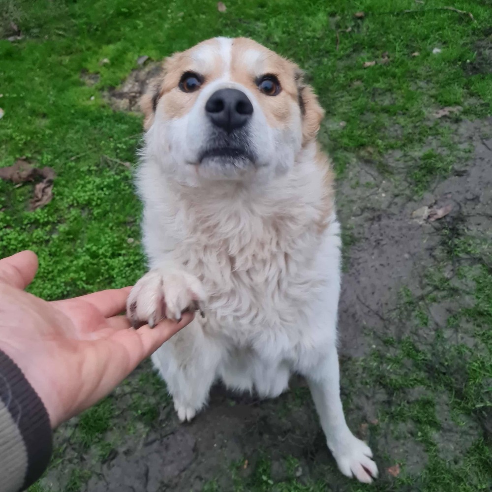 Max