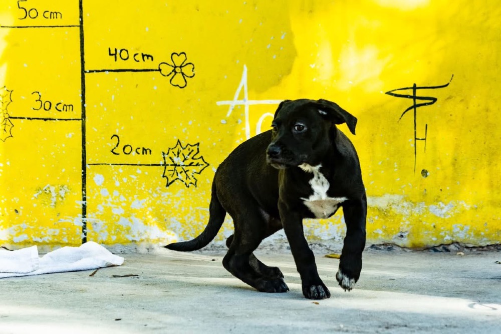 Bimba