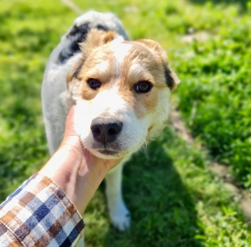 Max