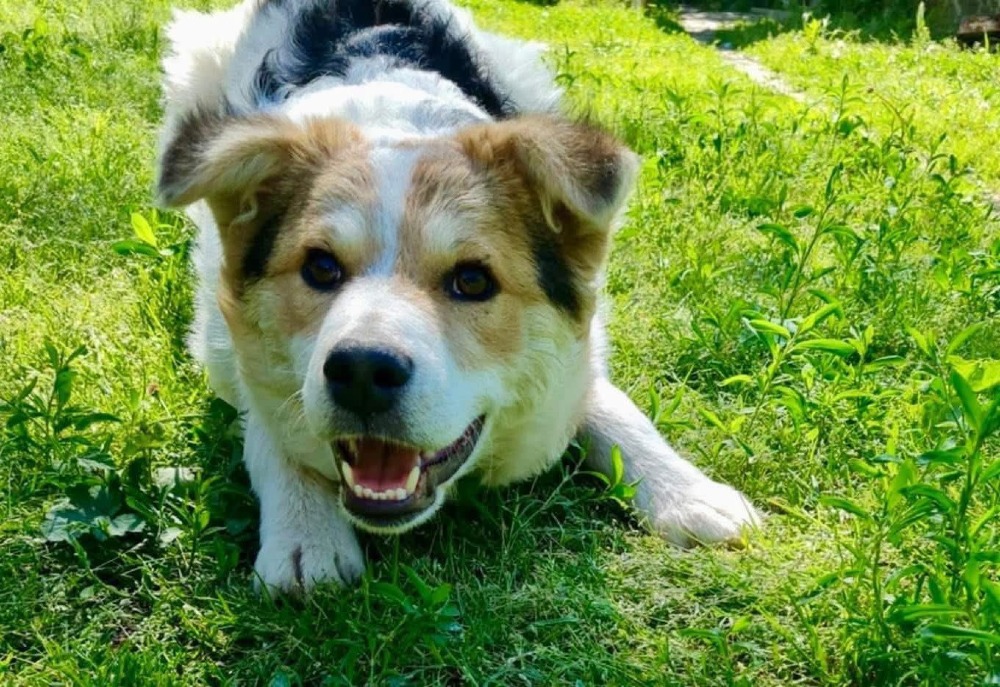 Max
