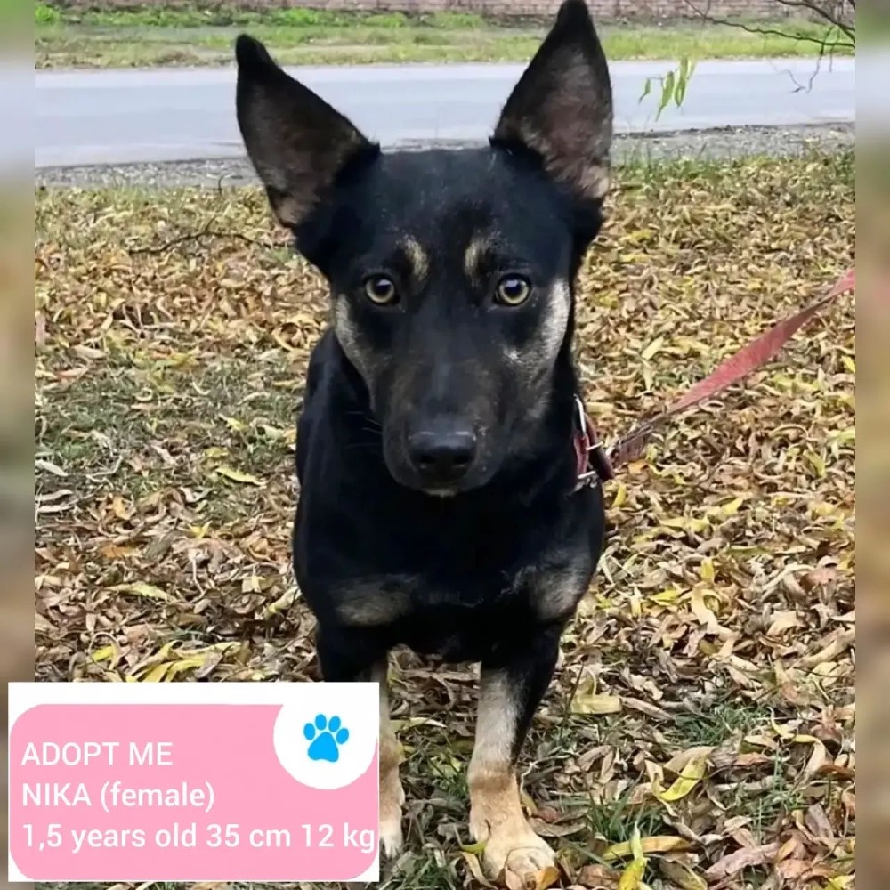 Nika