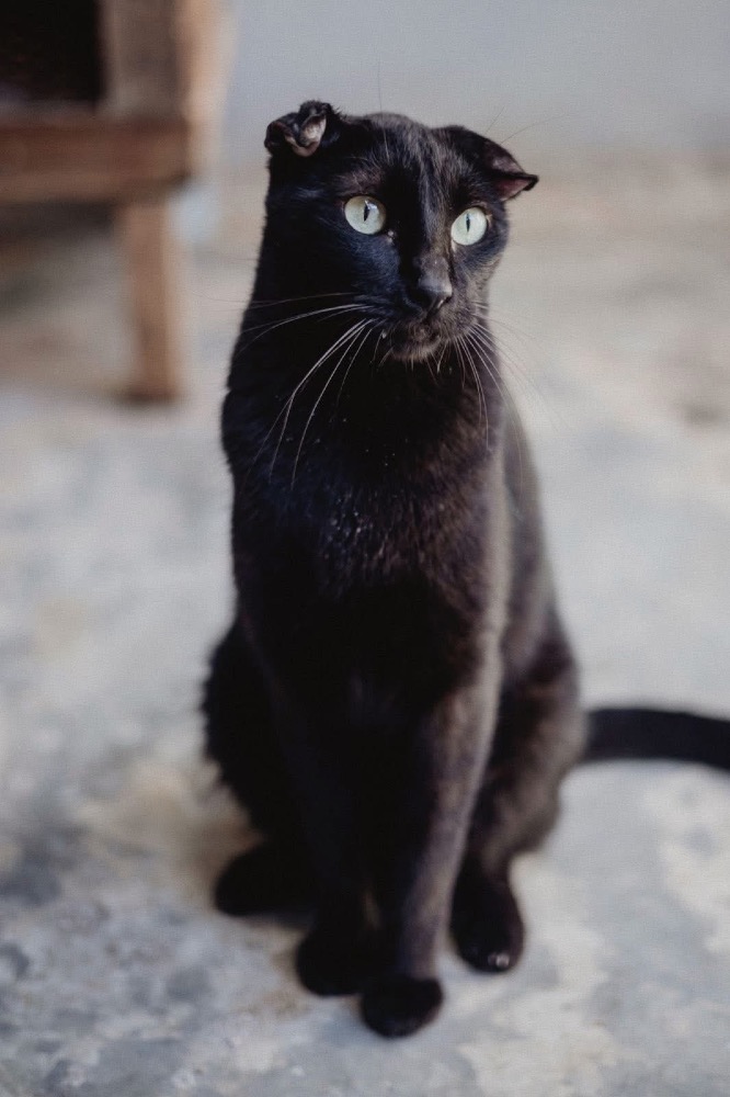 Rufus