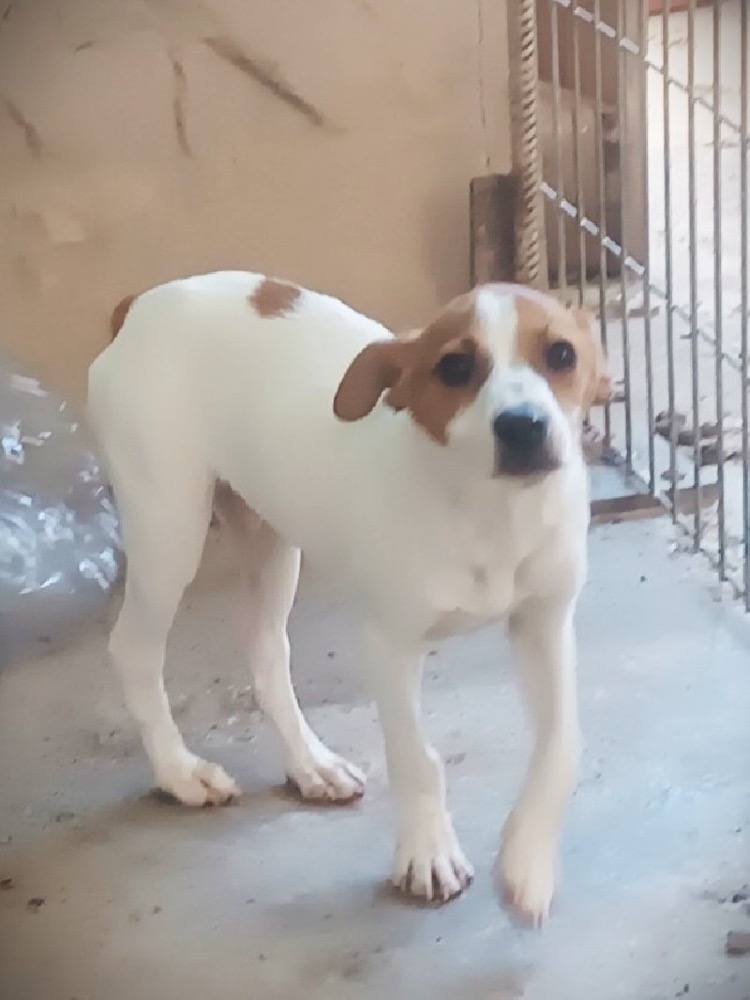 PITOUF 24726