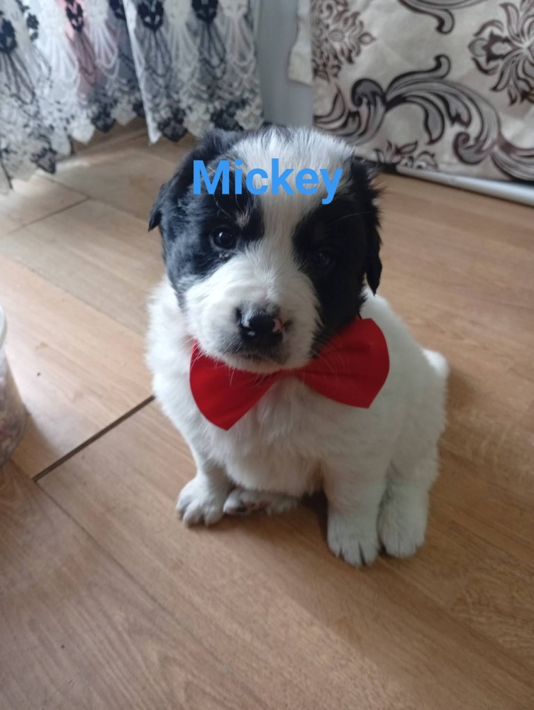 Mickey (m} en Minnie (vr)
