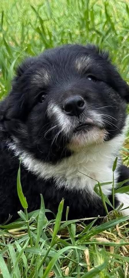 Oreo