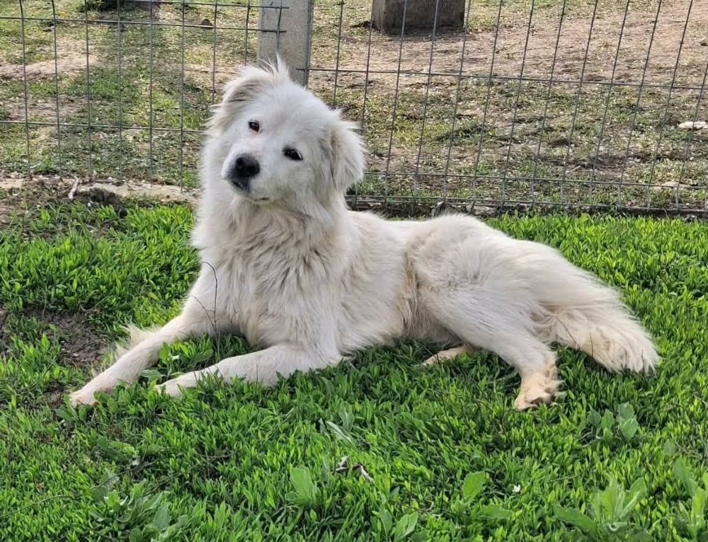 Elsa