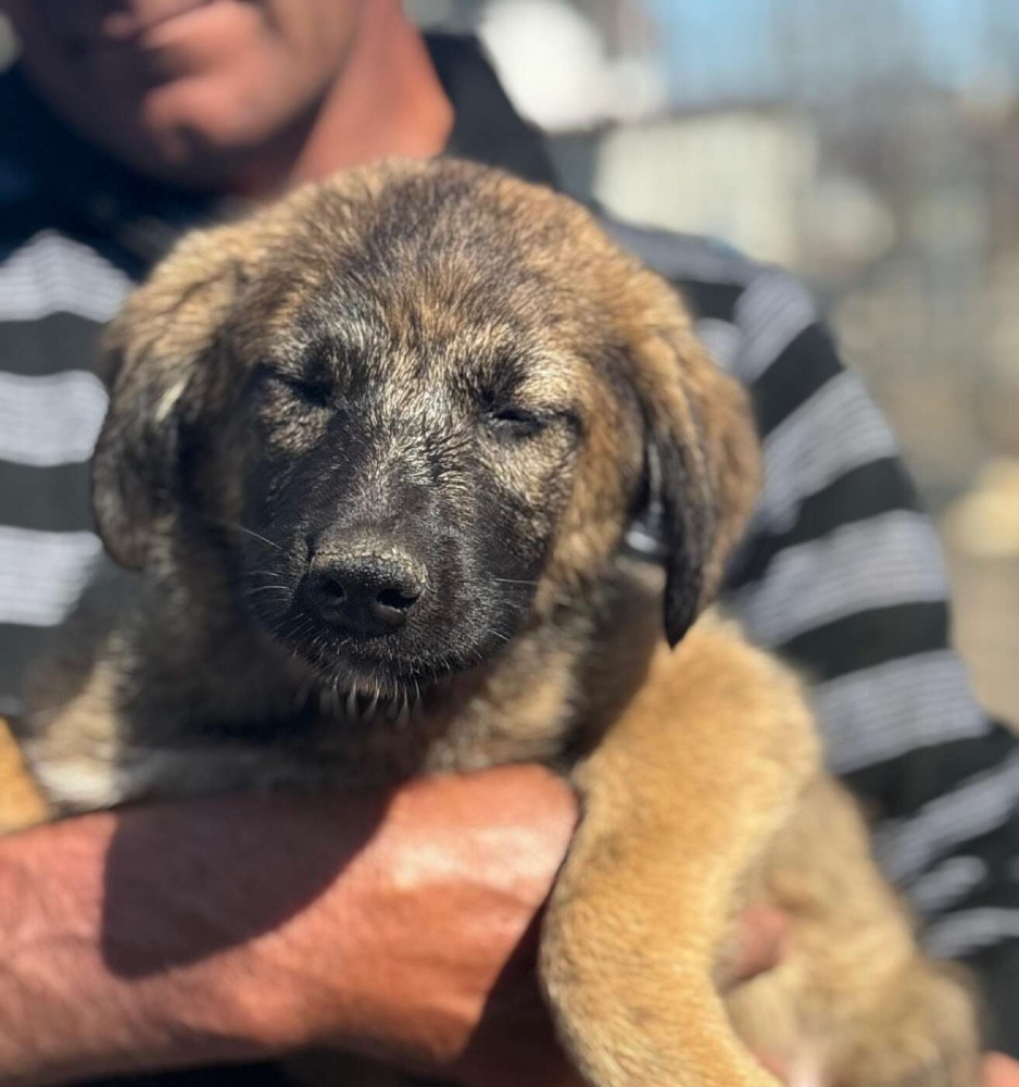 Mateo