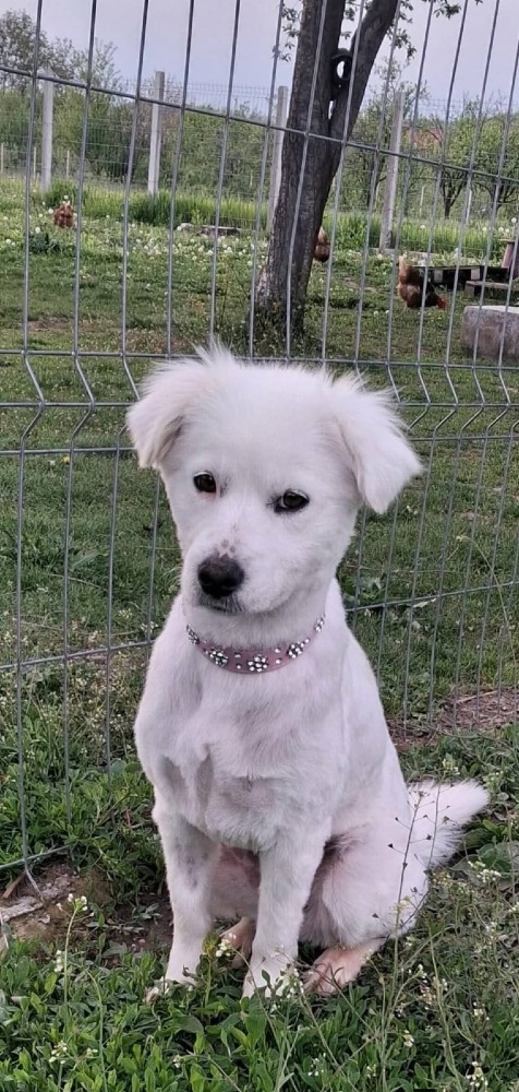 Elsa