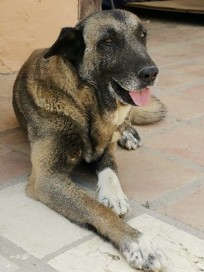 Gordito