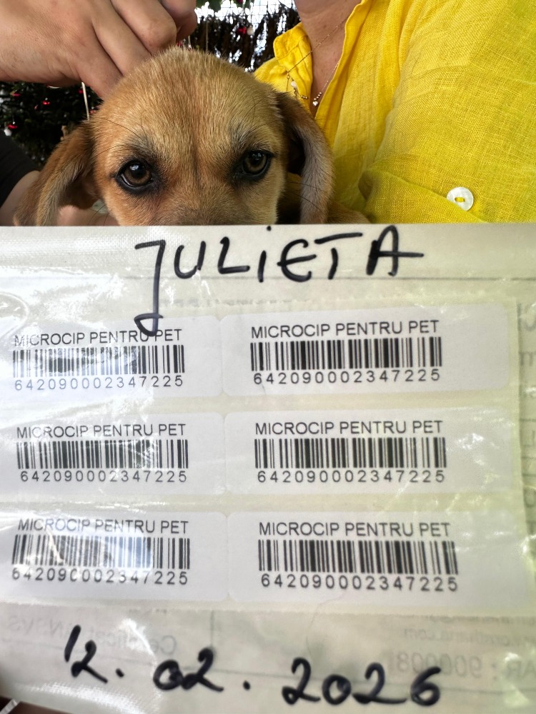 Julieta – binnenkort NL!