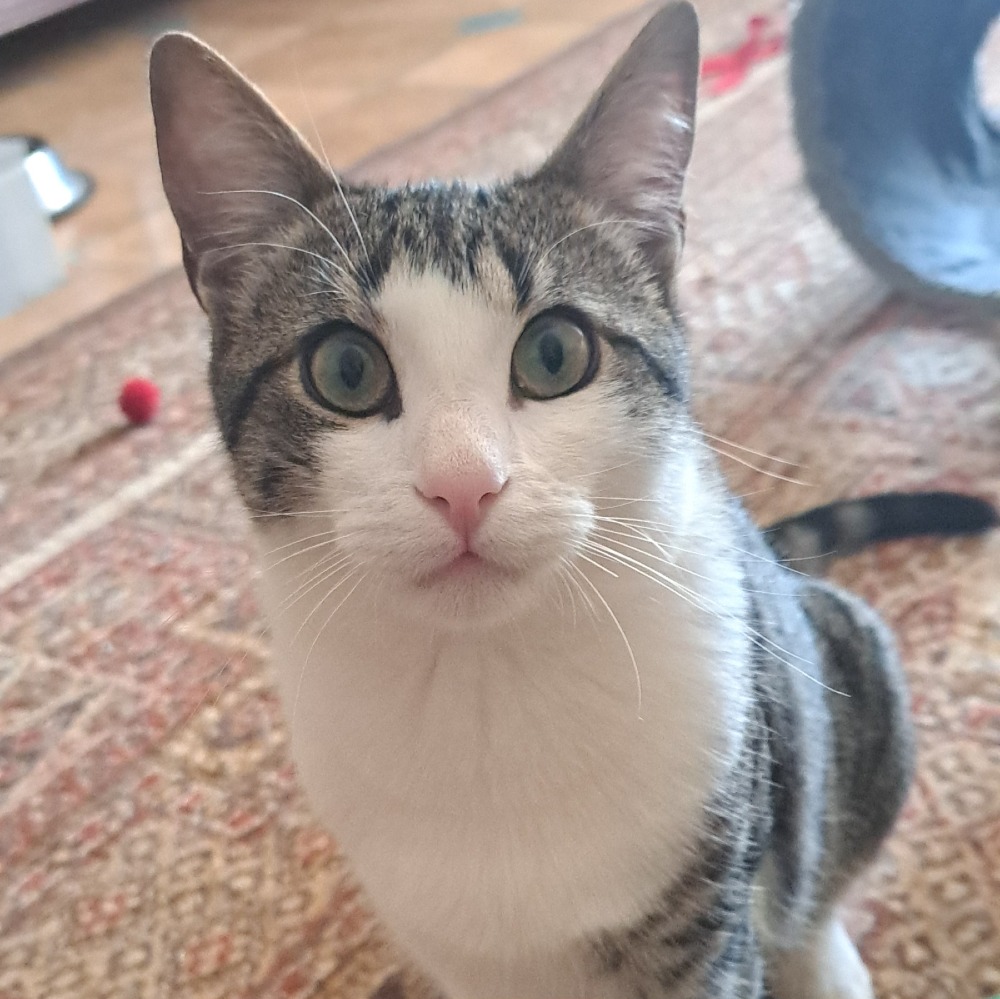 Jino