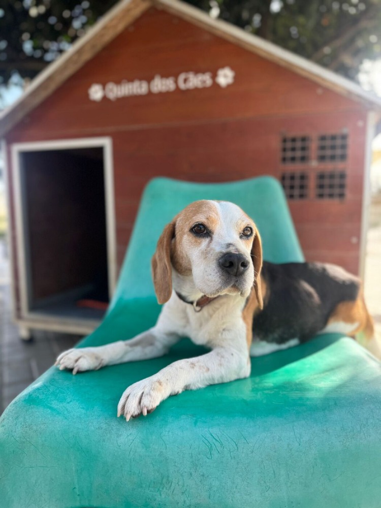Snoopy